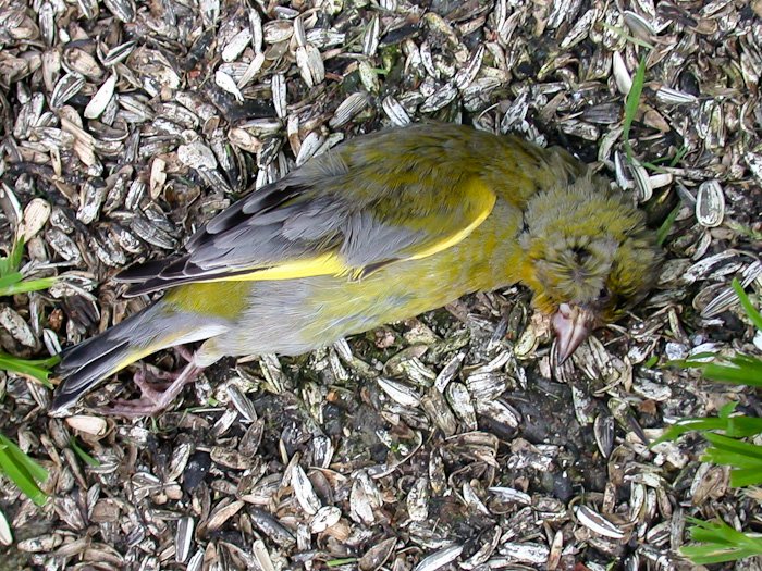 Illustrasjonsbilde av død grønnfink