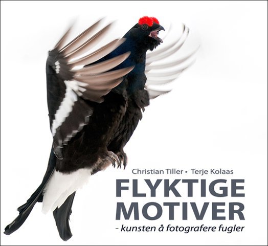 Flyktige motiv - kunsten å fotografere fugler