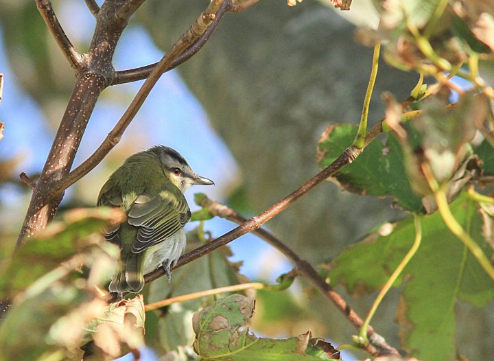 Rødøyevireo Rødøyevireo