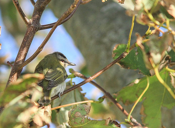 Rødøyevireo