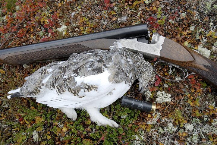 Fjellrype skutt med vismuthagl Fjellrype skutt med vismuthagl