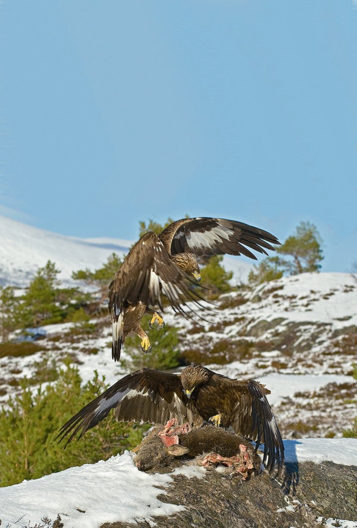 To unge kongeørner på åte To unge kongeørner på åte