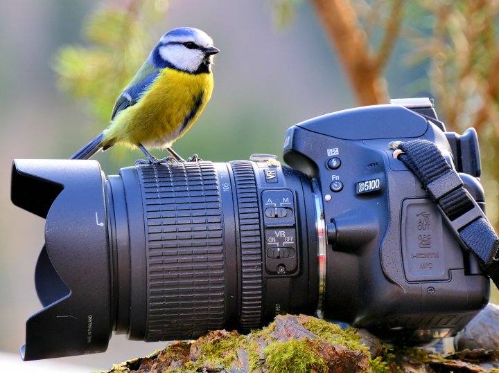 Fuglefotografering