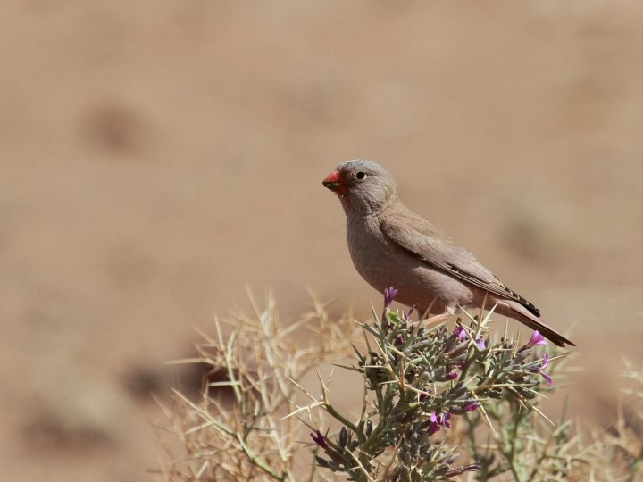 Trompeterfink i sitt rette element i Marocco