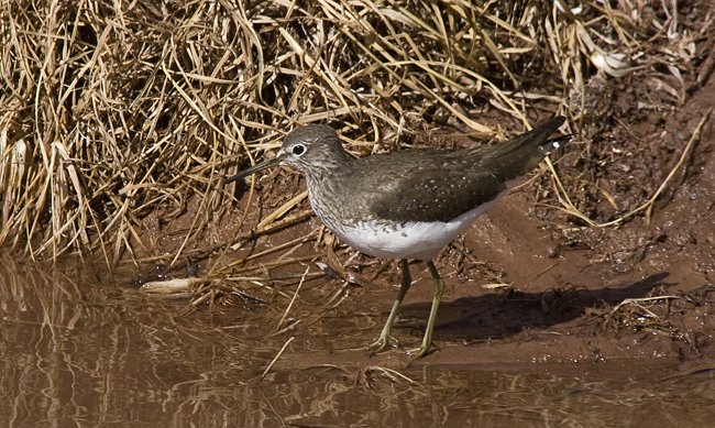 Skogsnipe Skogsnipe