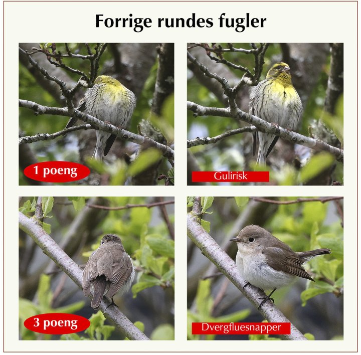 Fasitbilder Fotonøtta Vår Fuglefauna 3-2023