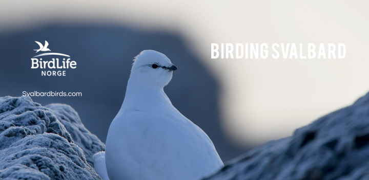 Svalbardbirds