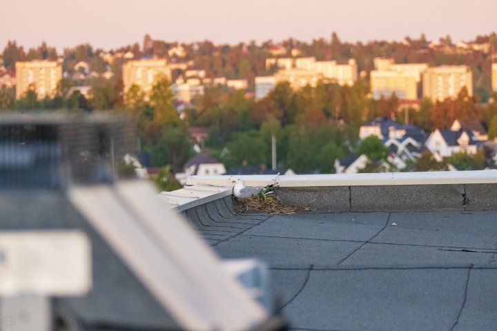 Fiskemåke på tak i Oslo