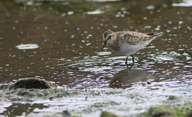 Gulbrystsnipe