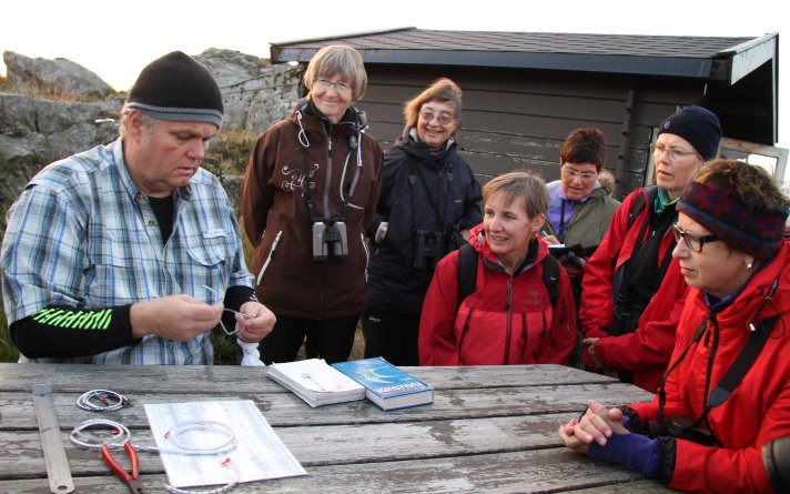 Ringmerking på Utsira 2014