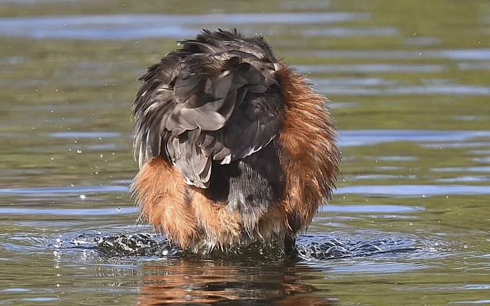1-poeng Vår Fuglefauna 4-2022 1-poeng Vår Fuglefauna 4-2022