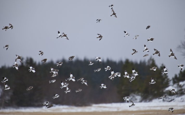 Snøspurv Snøspurv