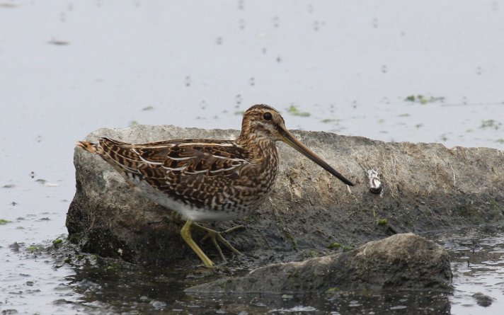 BirdLife Norge