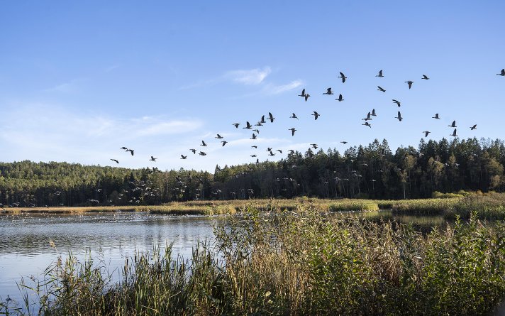 Gjennestadvannet Gjennestadvannet