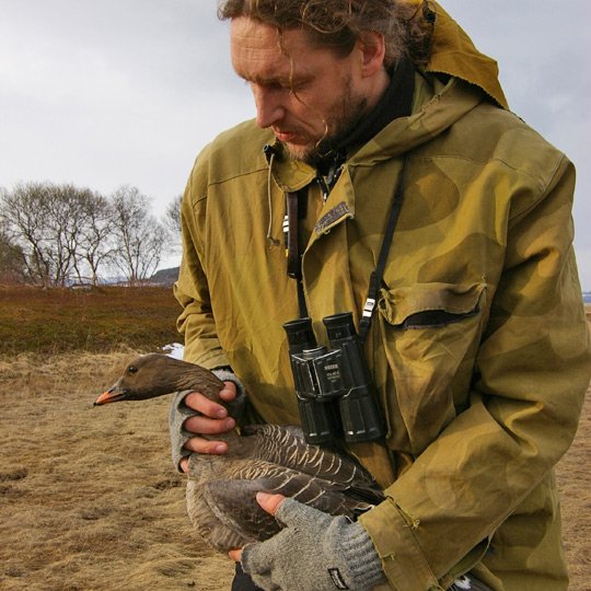 Satelittmerket sædgås