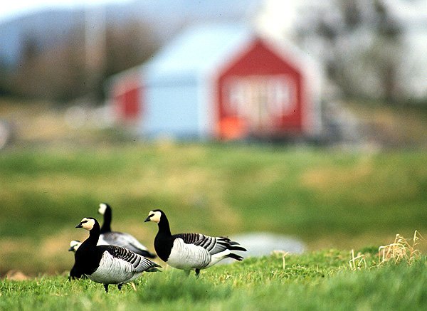 Hvitkinngås på rasteplass på Helgeland