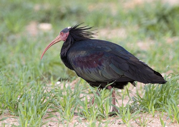Skallet ibis