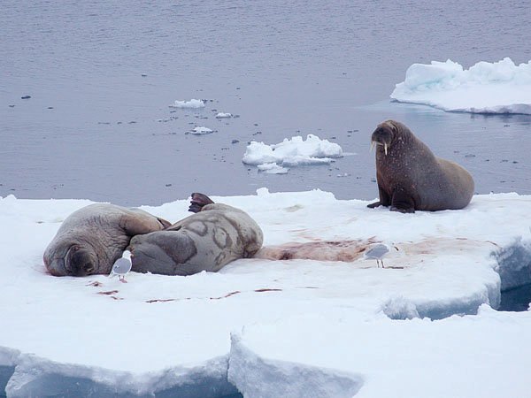 Hvalrosser og polarmåker