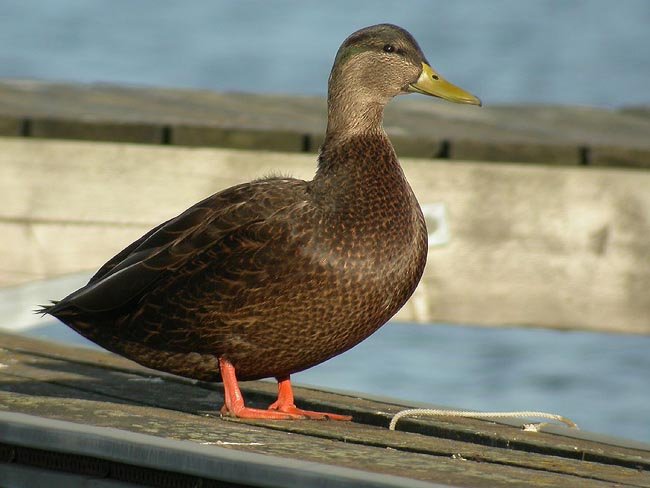 Rødfotand Rødfotand