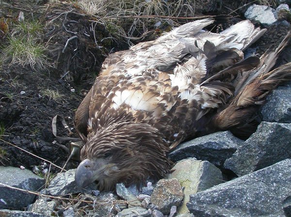 Vindmølledrept havørn på Smøla