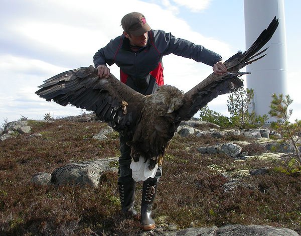 Vindmølledrept havørn på Smøla