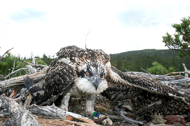 Fiskeørn med satellittsender