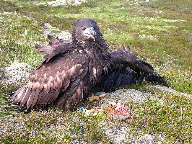 Havørn unge etter ringmerking.