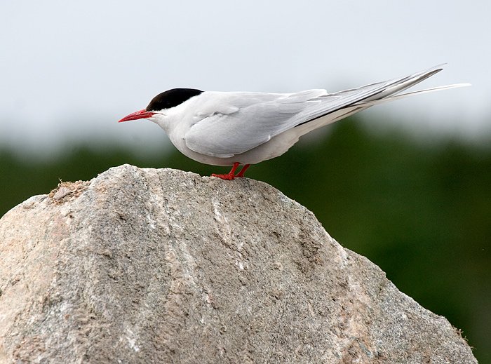 Rødnebbterne