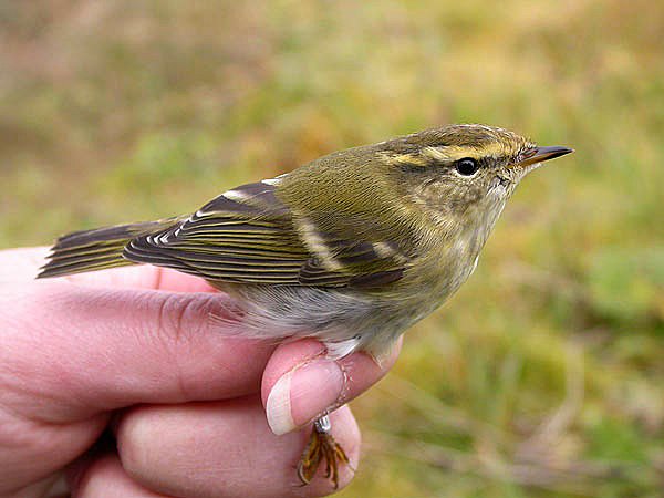 Gulbrynsanger Gulbrynsanger