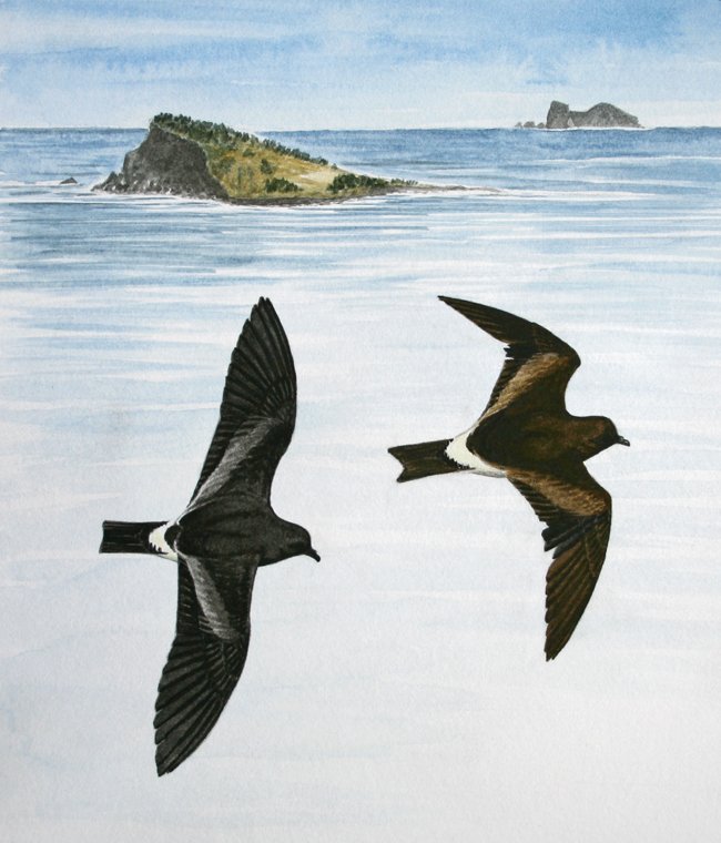 Monteiro's Storm Petrel