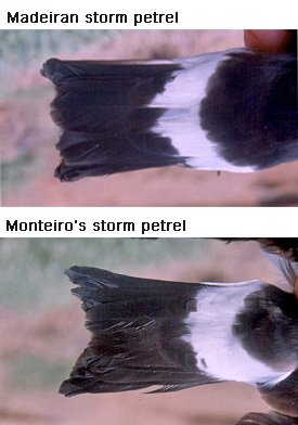 Stjert hos passatstormsvale og Monteiro's Storm-petrel