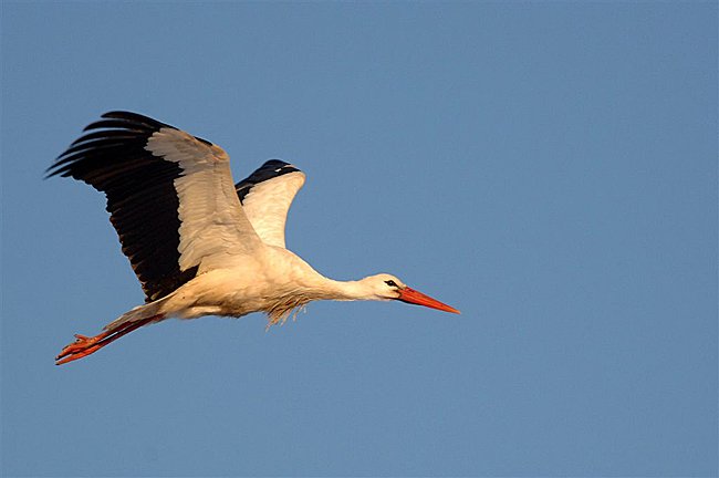 Stork Stork