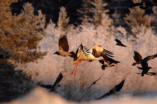 Stork Stork