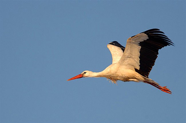 Stork Stork
