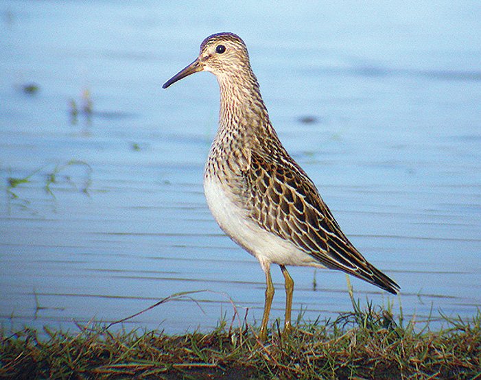 Alaskasnipe Alaskasnipe