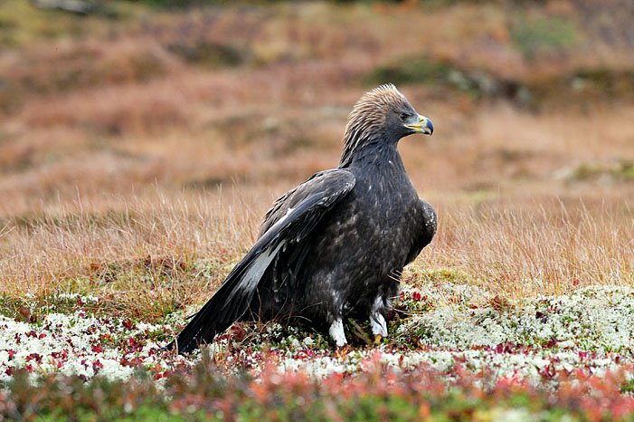 Kongeørn med hagl i kroppen