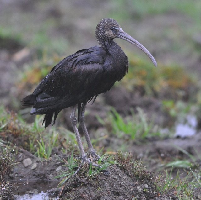 Bronseibis