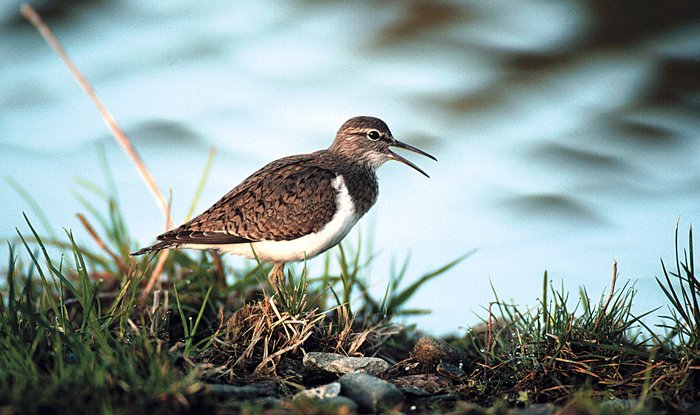 Strandsnipe