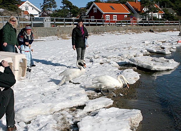 Knoppsvaner slippes etter rehabilitering