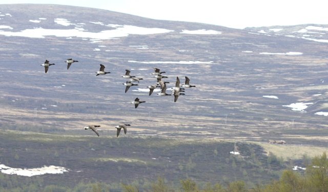 Ringgås Ringgås