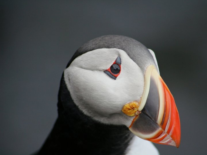 Lundefugl på Andøya