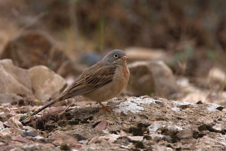 Rødbrystspurv Armenia Rødbrystspurv Armenia