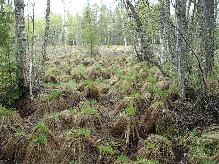 Biotopbilde vierspurv Biotopbilde vierspurv