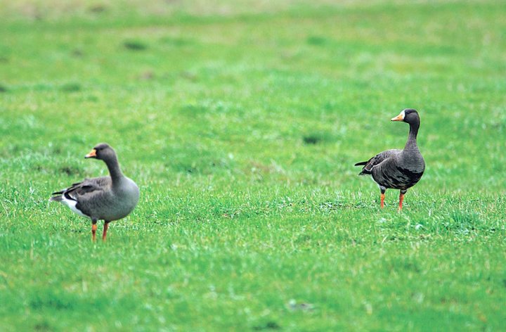 Tundragås flavirostris