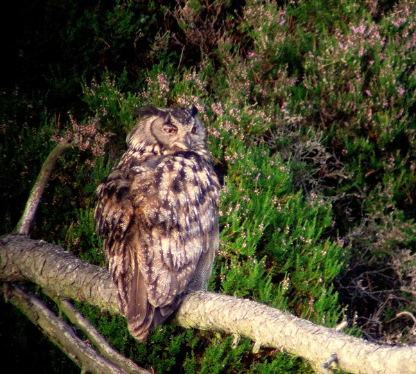 Hubro (Bubo bubo)