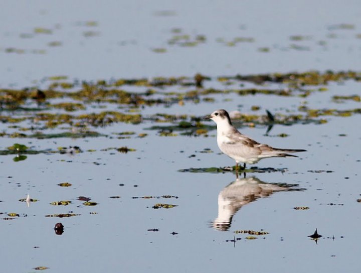 Hvitvingesvartterne -  Chlidonias leucopterus (Donau-deltaet Romania 10.9.2011)