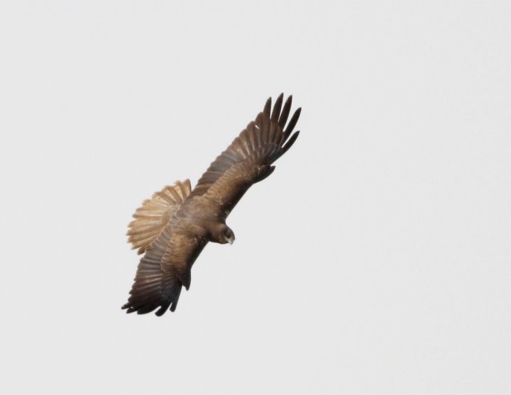 Sivhauk - Circus aeruginosus (adult hann mørk morf, Yotvata, Israel 26.3.2010)