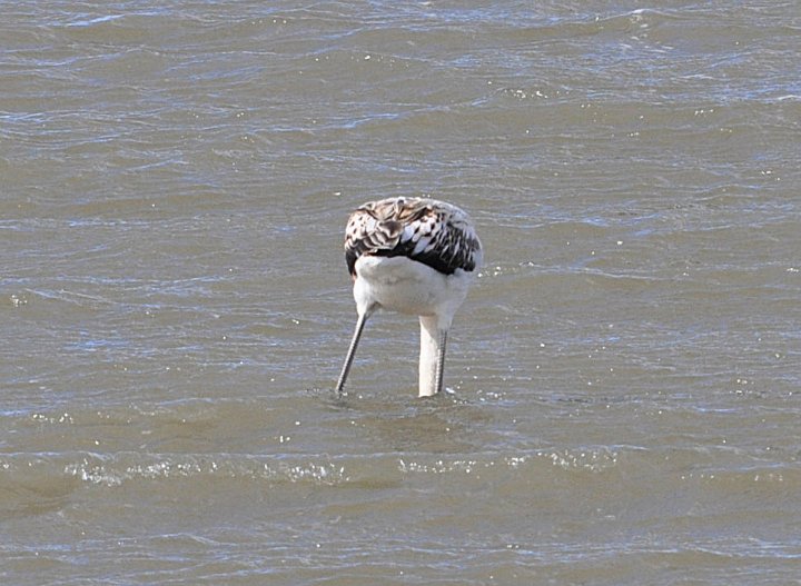 Flamingo - Phoenicopterus roseus (Ebrodeltaet, Spania 22.2.2011)