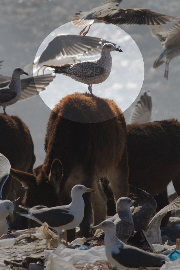 Gråmåke - Larus argentatus (Sør-Marokko, februar 2012)