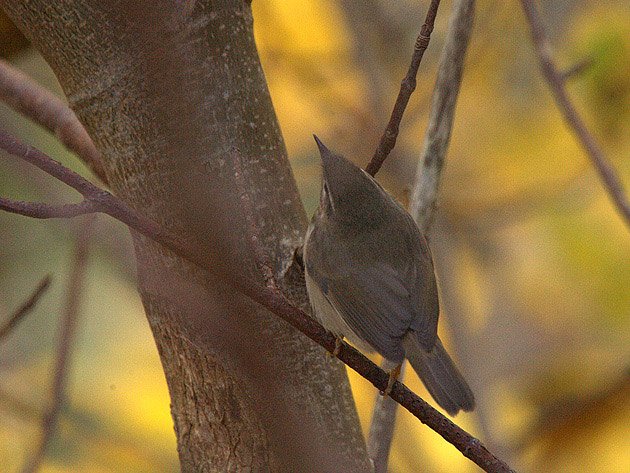 Brunsanger - Phylloscopus fuscatus (Hordaland, oktober 2009)